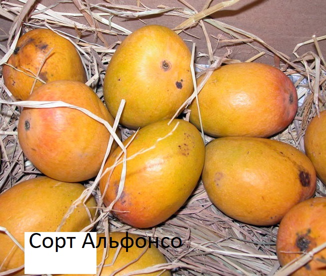 Превью Манго